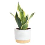 Costa Farms Snake Plant - Easy Care Indoor Beauty