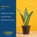 Costa Farms Snake Plant - Easy Care Indoor Beauty