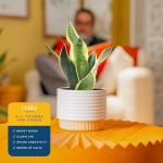 Costa Farms Snake Plant - Easy Care Indoor Beauty