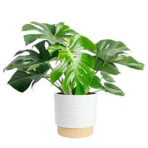 Costa Farms Monstera Swiss Cheese Plant - Indoor Decor