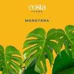 Costa Farms Monstera Swiss Cheese Plant - Indoor Decor