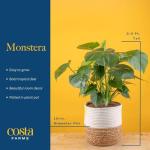 Costa Farms Monstera Swiss Cheese Plant - Indoor Decor