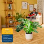 Costa Farms Monstera Swiss Cheese Plant - Indoor Decor