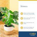 Costa Farms Monstera Swiss Cheese Plant - Indoor Decor