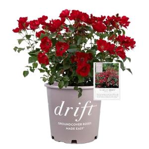 Perfect Plants Scarlet Drift Rose Bush in 1 Gallon Grower's Pot | Compact Flowering Ground Cover | Live Bush with Red Flowers | Easy to Grow | Great for Outdoor Landscape Planting | Zones 5-11