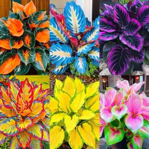 185+ Mixed Color Hosta Seeds for Planting Outdoors- Shade/Cold Tolerant Perennials, Dual Use for Ground Cover & Pots, Low Maintenance Flowers