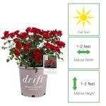 Perfect Plants Scarlet Drift Rose Bush in 1 Gallon Grower's Pot | Compact Flowering Ground Cover | Live Bush with Red Flowers | Easy to Grow | Great for Outdoor Landscape Planting | Zones 5-11