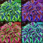 185+ Mixed Color Hosta Seeds for Planting Outdoors- Shade/Cold Tolerant Perennials, Dual Use for Ground Cover & Pots, Low Maintenance Flowers