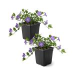 Live Vinca Minor Periwinkle 2-Pack – Bowles Blue – Evergreen Shade Groundcover Perennial, 6” Tall, 1 Qt Pot