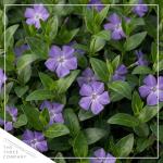 Live Vinca Minor Periwinkle 2-Pack – Bowles Blue – Evergreen Shade Groundcover Perennial, 6” Tall, 1 Qt Pot