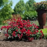 Perfect Plants Scarlet Drift Rose Bush in 1 Gallon Grower's Pot | Compact Flowering Ground Cover | Live Bush with Red Flowers | Easy to Grow | Great for Outdoor Landscape Planting | Zones 5-11