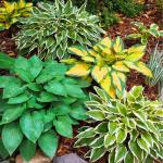 185+ Mixed Color Hosta Seeds for Planting Outdoors- Shade/Cold Tolerant Perennials, Dual Use for Ground Cover & Pots, Low Maintenance Flowers