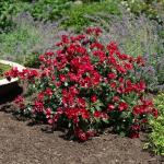 Perfect Plants Scarlet Drift Rose Bush in 1 Gallon Grower's Pot | Compact Flowering Ground Cover | Live Bush with Red Flowers | Easy to Grow | Great for Outdoor Landscape Planting | Zones 5-11