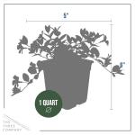 Live Vinca Minor Periwinkle 2-Pack – Bowles Blue – Evergreen Shade Groundcover Perennial, 6” Tall, 1 Qt Pot