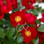 Perfect Plants Scarlet Drift Rose Bush in 1 Gallon Grower's Pot | Compact Flowering Ground Cover | Live Bush with Red Flowers | Easy to Grow | Great for Outdoor Landscape Planting | Zones 5-11
