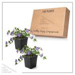 Live Vinca Minor Periwinkle 2-Pack – Bowles Blue – Evergreen Shade Groundcover Perennial, 6” Tall, 1 Qt Pot