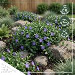 Live Vinca Minor Periwinkle 2-Pack – Bowles Blue – Evergreen Shade Groundcover Perennial, 6” Tall, 1 Qt Pot