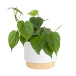 Costa Farms Philodendron Live Plant, Grower's Choice Indoor House Plant, Easy to Grow Vining Houseplant in Decorative Plant Pot, Climbing Trellis, Living Room Home or Office Decor, Birthday Gift