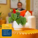 Costa Farms Philodendron Live Plant, Grower's Choice Indoor House Plant, Easy to Grow Vining Houseplant in Decorative Plant Pot, Climbing Trellis, Living Room Home or Office Decor, Birthday Gift