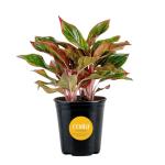 Easy Care Chinese Evergreen Live Plant