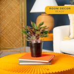 Easy Care Chinese Evergreen Live Plant