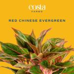 Easy Care Chinese Evergreen Live Plant