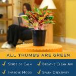 Easy Care Chinese Evergreen Live Plant