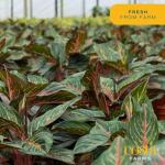 Easy Care Chinese Evergreen Live Plant
