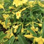 Golden Butterfly Allamanda | 3 Live Plants
