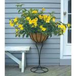 Golden Butterfly Allamanda | 3 Live Plants