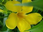 Golden Butterfly Allamanda | 3 Live Plants