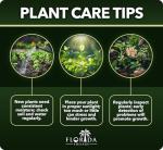 Golden Butterfly Allamanda | 3 Live Plants