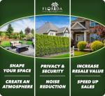 Golden Butterfly Allamanda | 3 Live Plants