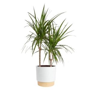 Dracaena Marginata Magenta Indoor Plant - 3-4 Feet