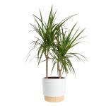 Dracaena Marginata Magenta Indoor Plant - 3-4 Feet