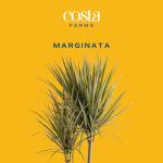 Dracaena Marginata Magenta Indoor Plant - 3-4 Feet