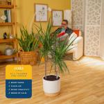 Dracaena Marginata Magenta Indoor Plant - 3-4 Feet