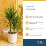 Dracaena Marginata Magenta Indoor Plant - 3-4 Feet