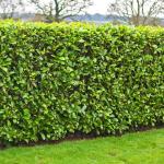 2 Carolina Cherry Laurel Shrubs - 6-12" Tall Live Plants - Laurel Bush/Hedge Seedlings - Prunus caroliniana - (2 Pack)