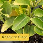 Golden Euonymus Shrubs | 3 Live Plants in 2.5-inch Nursery Cubes | Easy-Care Evergreen | Japonica ‘Aureo-Marginatus’ | Variegated Yellow-Green Foliage | Outdoor Hedges & Shrubs for Home & Garden