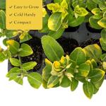 Golden Euonymus Shrubs | 3 Live Plants in 2.5-inch Nursery Cubes | Easy-Care Evergreen | Japonica ‘Aureo-Marginatus’ | Variegated Yellow-Green Foliage | Outdoor Hedges & Shrubs for Home & Garden