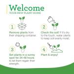 Bonnie Plants Patio Tomato, 19.3 oz., 4-Pack, Live Plants