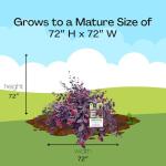 Red Diamond Loropetalum Shrub with Purple Foliage