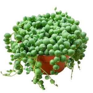 Live String of Pearls Succulent Plant in Pot