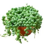 Live String of Pearls Succulent Plant in Pot
