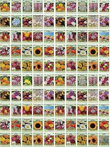 Black Duck Brand Set of 100 Flower Seed Packets! Flower Seeds in Bulk - Best Value Seeds - Great for Classrooms, Beginner Gardeners and Kids! - Deluxe Varieties! (100)