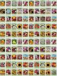 Black Duck Brand Set of 100 Flower Seed Packets! Flower Seeds in Bulk - Best Value Seeds - Great for Classrooms, Beginner Gardeners and Kids! - Deluxe Varieties! (100)