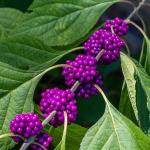 2 American Beautyberry Shrubs/Bushes - 10-18" Tall Live Plants - Purple Beauty Berry Seedlings - Callicarpa Americana - (2 Pack)