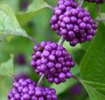 2 American Beautyberry Shrubs/Bushes - 10-18" Tall Live Plants - Purple Beauty Berry Seedlings - Callicarpa Americana - (2 Pack)