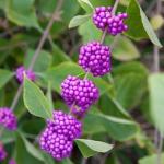 2 American Beautyberry Shrubs/Bushes - 10-18" Tall Live Plants - Purple Beauty Berry Seedlings - Callicarpa Americana - (2 Pack)